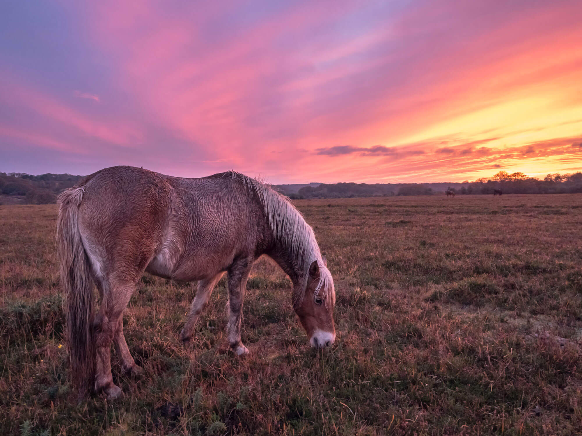 a new forest pony in dorset with a pink sky background